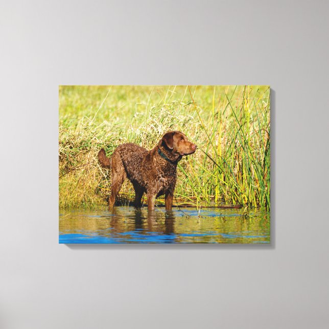 Fecho de Canvas de Cães Caça-Retriever de Chesapea (Frente)