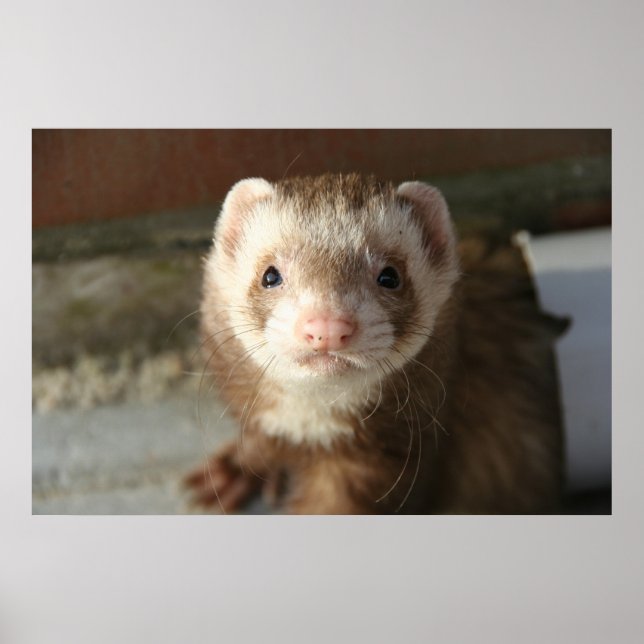 Fecho de poster Ferret (Frente)