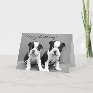 Feliz Aniversário, Boston Terrier, cartão de sauda