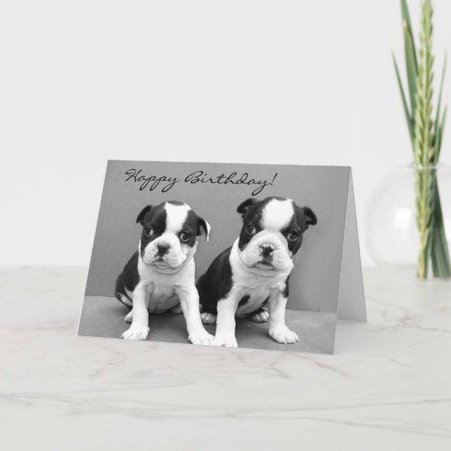 Feliz Aniversário, Boston Terrier, cartão de sauda (Frente)