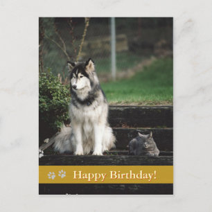 Feliz aniversário! - Cartão postal para cães e gat
