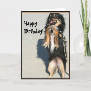 Feliz aniversário Chihuahua - cartão de saudação