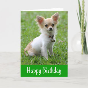 Feliz Aniversário Chihuahua Puppy Green - Cartão S
