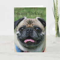 Feliz Aniversário Pug - Cartão de Saudação