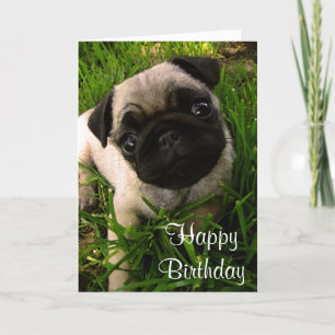 Feliz Aniversário Pug Puppy Dog Cartão Saudação