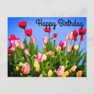 Feliz Aniversário Várias Tulipas #3 Cartão Postal