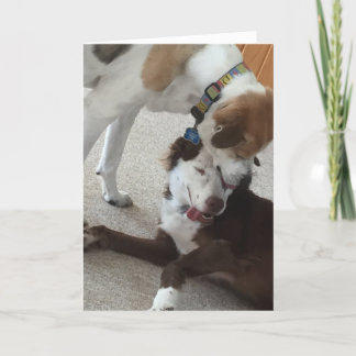 Feliz cartão de aniversário, cães sendo afetuosos.