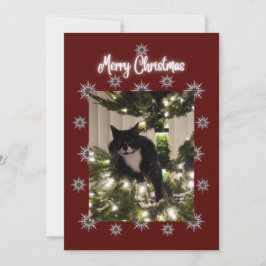 Feliz cartão de Natal com o gato Tuxedo na minha á