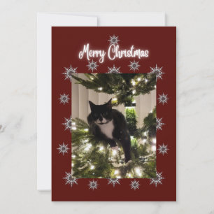 Feliz cartão de Natal com o gato Tuxedo na minha á