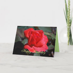 Feliz Cartão de Rosa de Atirão de Aniversário