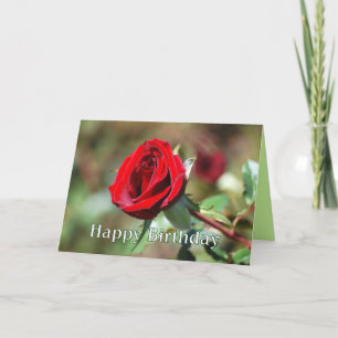 Feliz Cartão de Rosa vermelha de Aniversário