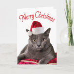 Feliz Natal, Cartão de Natal de Gato<br><div class="desc">Um cartão de Natal de Gato que todos os seus amigos amantes de gatos amarão. Este lindo gato cinza veste um Papai Noel vermelho e deseja um Feliz Natal. Interior: "Tenha um Natal Feliz". Personalize o ditado dentro ou use o nosso. Uma foto original de Sam Allen Photoographic.</div>