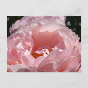Feliz Natal! cartões postais Flores Rosa Rosa