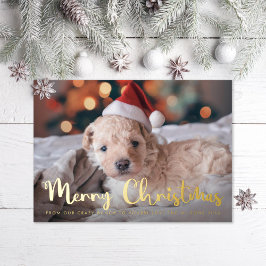 Feliz Natal Foto de Pet