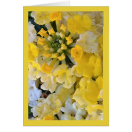 Feliz Sangue Amarelo - Canção do Sol. 6:1. Cartão