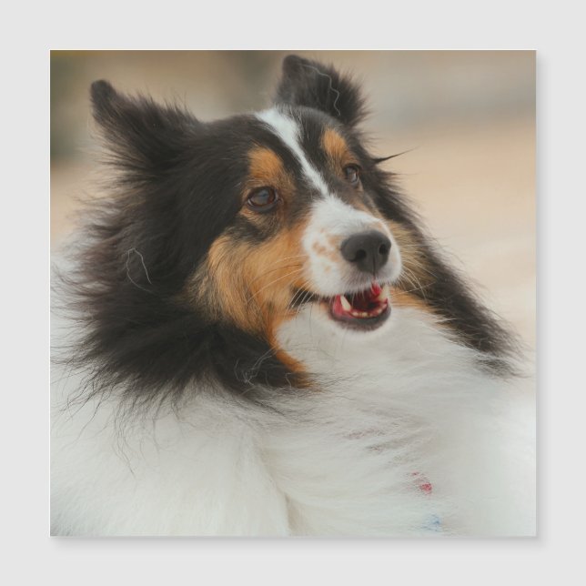 Feliz Shelty (Frente)