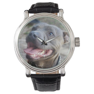 Feliz Staffordshire Bull Terrier, relógio de puls