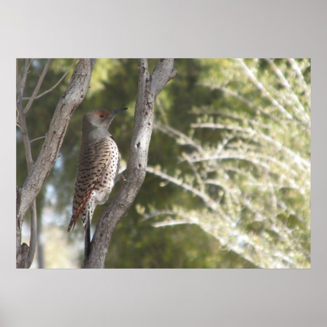 Female Northern Flicker Woodpecker Poster (Frente)