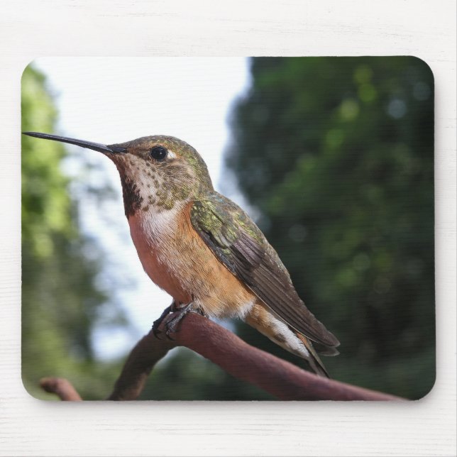 Female Rufous Hummingbird - Mousepad (Frente)