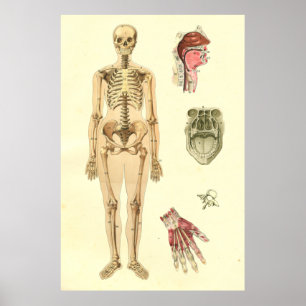 Fêmea Poster de Anatomia Esquelética