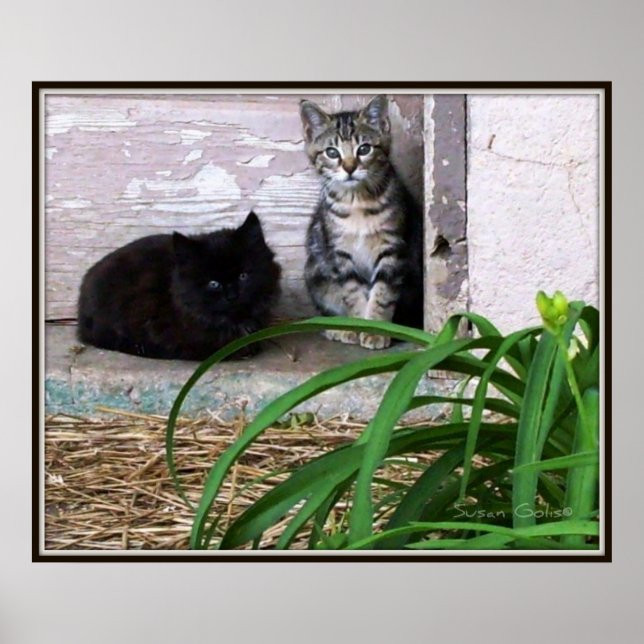 Feral Kittens Poster (Frente)
