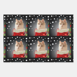 Feriado de Angora Cat