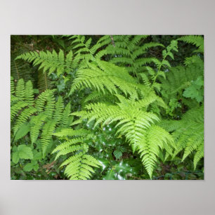 Fern e poster Holly
