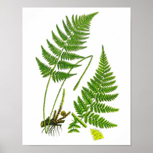 Fern nº 10 Home Decor Impressão