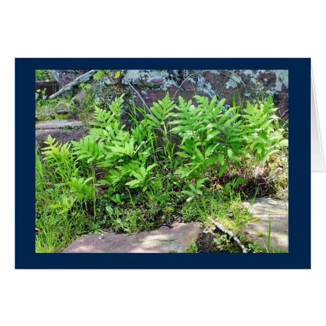 Ferns em uma Formação Rock em Cartão de Vazio em W (Frente Horizontal)