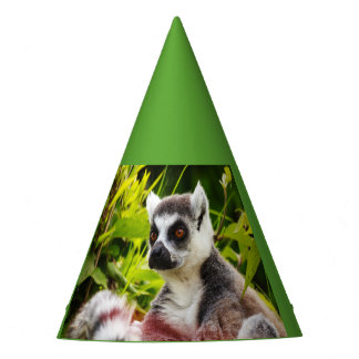 Festa um lêmur de Madagascar no Chapéu do Partido