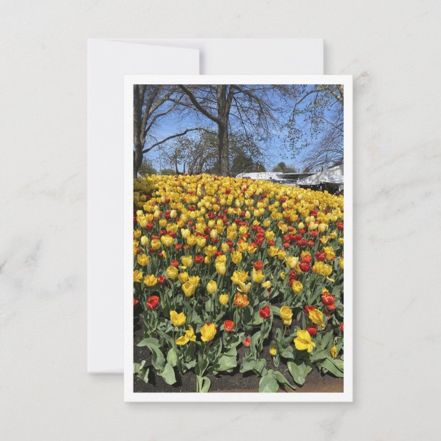 Festival Bowral de Tulipas - Sydney NSW Austrália (Frente)