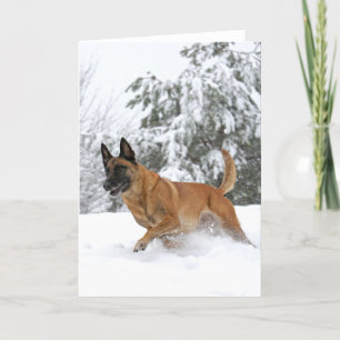 Festividades Belga Malinois no cartão de saudação da neve
