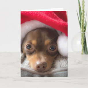 Festividades Cartão bonito de Feliz Navidad da chihuahua do