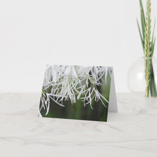 Festividades Cartão da árvore de franja (virginicus do (Frente)