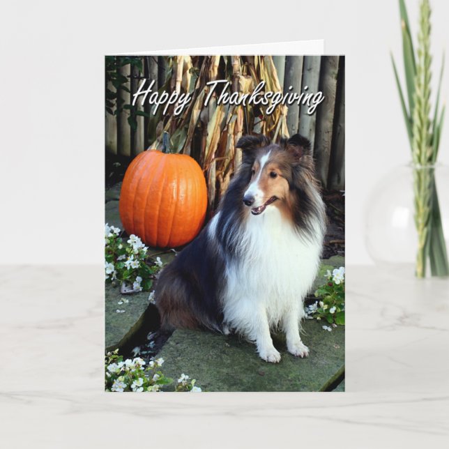 Festividades Cartão de Ação de Graças da Sheltie (Frente)