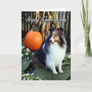 Festividades Cartão de Ação de Graças da Sheltie