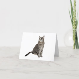 Festividades Cartão de Aniversário de Gato Abissino