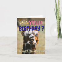 Cartão de Aniversário Engraçado Alpaca - Humor Com