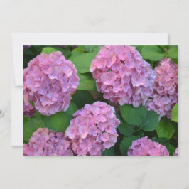 Festividades Cartão de arbusto de Hortensia hydrangea, cor-de-r