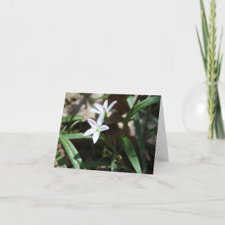 Festividades cartão de beleza primavera (Claytonia virginica)