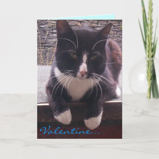 Festividades cartão de Dia de os namorados de gato (Frente)