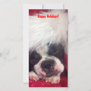 Festividades Cartão de Foto de Feliz Feriado do Boston Terrier