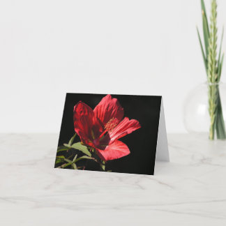 Festividades Cartão de hibisco vermelho excelente (Hibiscus coc