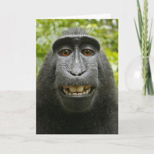 Festividades Cartão de Namorados Macaque