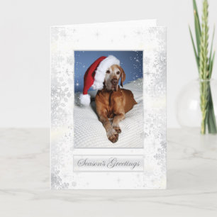 Festividades Cartão de Natal 007 de Vizsla do Hungarian