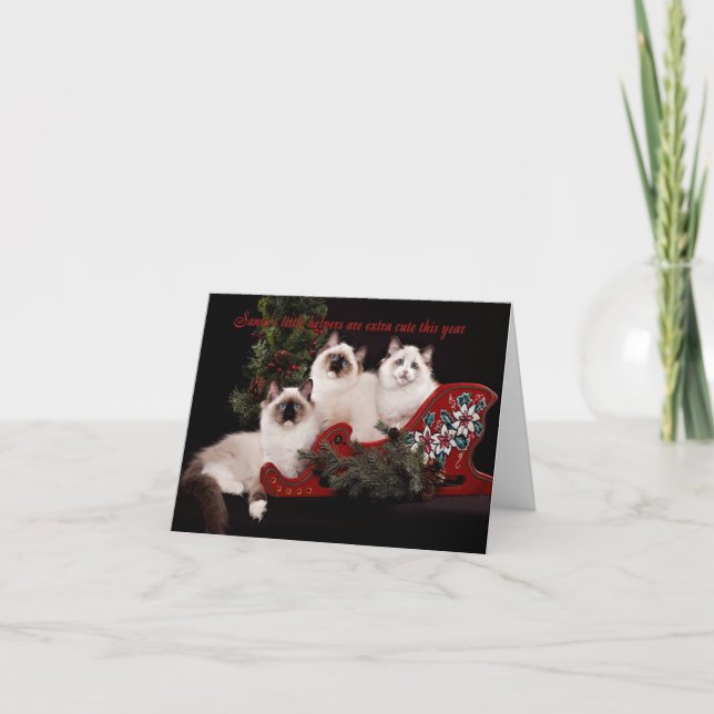 Festividades Cartão de Natal Adorável de Ragdoll Kitten (Frente)