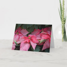 Festividades Cartão de Natal bonito da foto das poinsétias