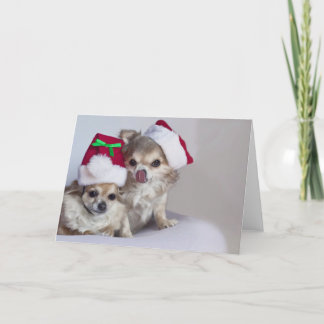 Festividades Cartão de Natal bonito das chihuahuas