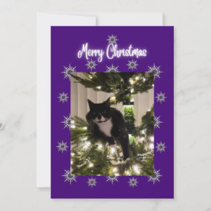 Festividades Cartão de Natal com gato de smoking na árvore.