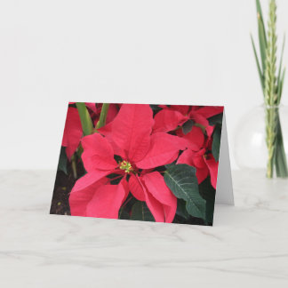 Festividades Cartão de Natal com Poinsettia Vermelha Brilhante